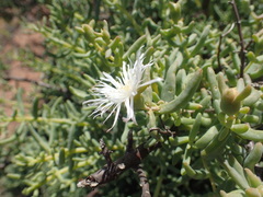 Mesembryanthemum brevicarpum