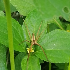 Dolomedes sulfureus