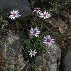 Pseudopodospermum phaeopappum