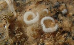 Ancula gibbosa