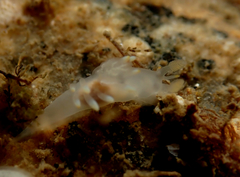 Ancula gibbosa