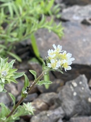 Berteroa incana