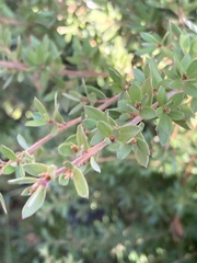 Leptospermum grandifolium