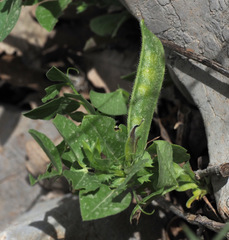 Vicia galilaea