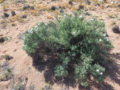 Mesembryanthemum brevicarpum