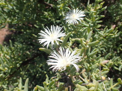 Mesembryanthemum brevicarpum