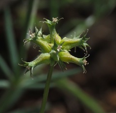 Valerianella dactylophylla