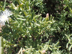 Mesembryanthemum brevicarpum