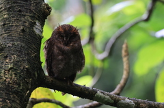 Otus elegans botelensis