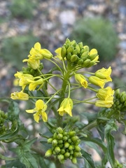 Sisymbrium loeselii
