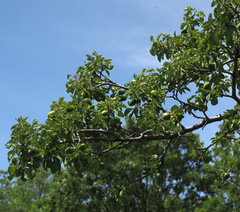 Prunus ursina