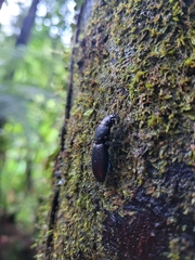 Mecodema crenaticolle