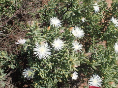 Mesembryanthemum brevicarpum
