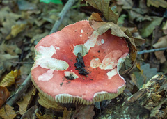 Russula lepida