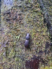 Mecodema crenaticolle