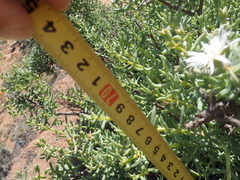 Mesembryanthemum brevicarpum