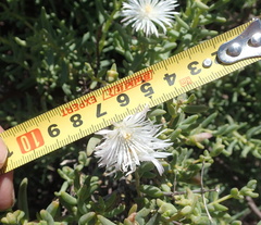 Mesembryanthemum brevicarpum