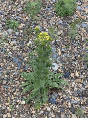 Sisymbrium loeselii