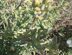 Mesembryanthemum brevicarpum