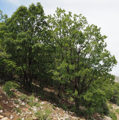 Prunus ursina