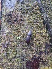 Mecodema crenaticolle