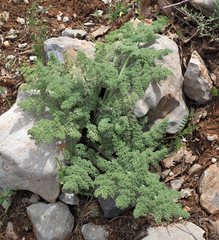 Ferula biverticillata
