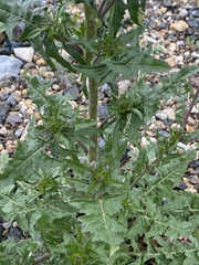 Sisymbrium loeselii