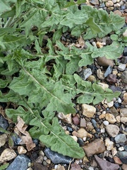 Sisymbrium loeselii