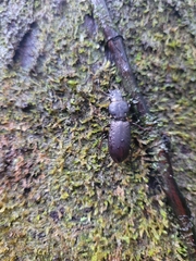 Mecodema crenaticolle
