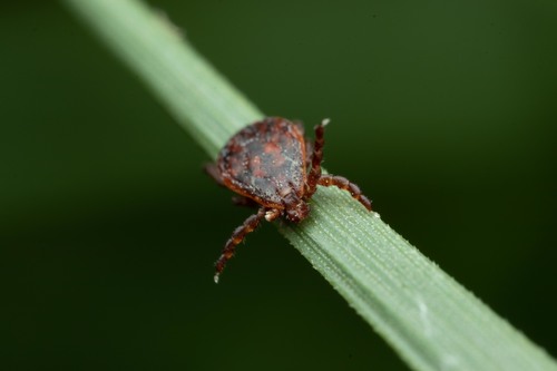 Ornate Cow Tick