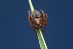 Araneus triguttatus