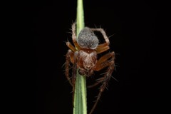 Araneus triguttatus