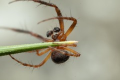 Araneus triguttatus