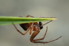 Araneus triguttatus