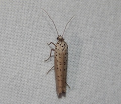 Yponomeuta fumigatus