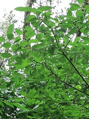Diospyros japonica