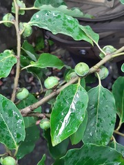 Diospyros japonica