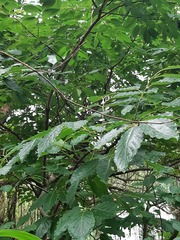 Diospyros japonica