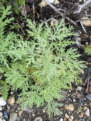 Artemisia sieversiana