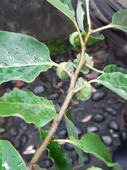 Diospyros japonica