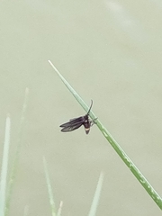 Psichotoe duvaucelii