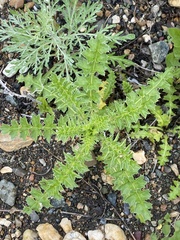 Carduus acanthoides