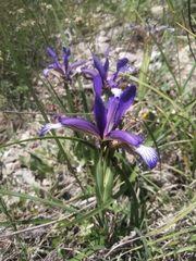 Iris sintenisii
