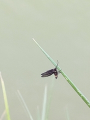 Psichotoe duvaucelii