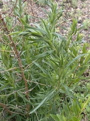 Artemisia dracunculus glauca