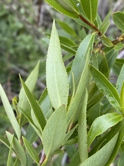 Salix
