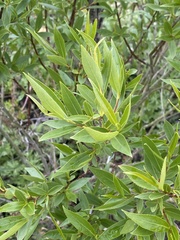 Salix