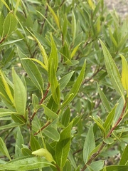 Salix