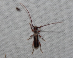 Ossibia fuscata