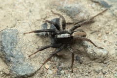 Alopecosa pulverulenta